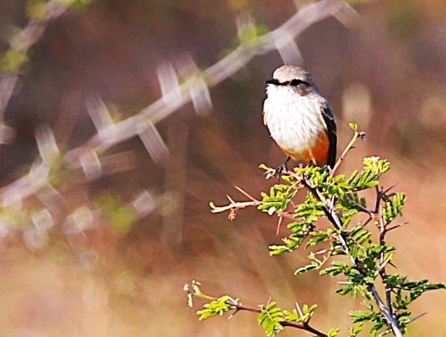 Vermilion Flycatcher - ML625905928