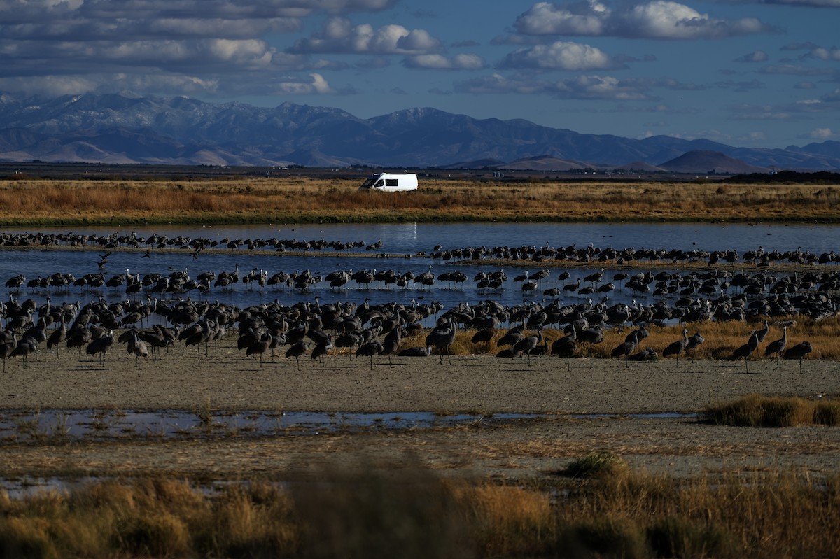 Sandhill Crane - ML625905929