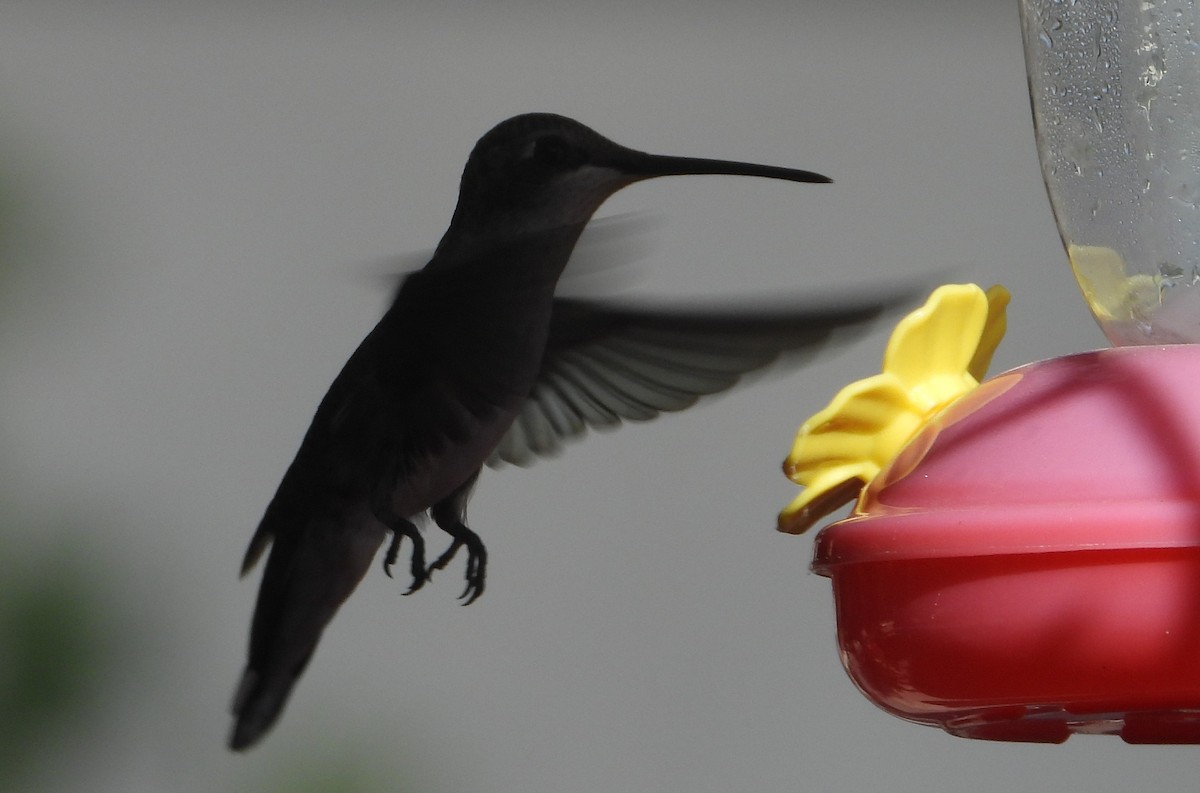 Colibri à gorge noire - ML625905938