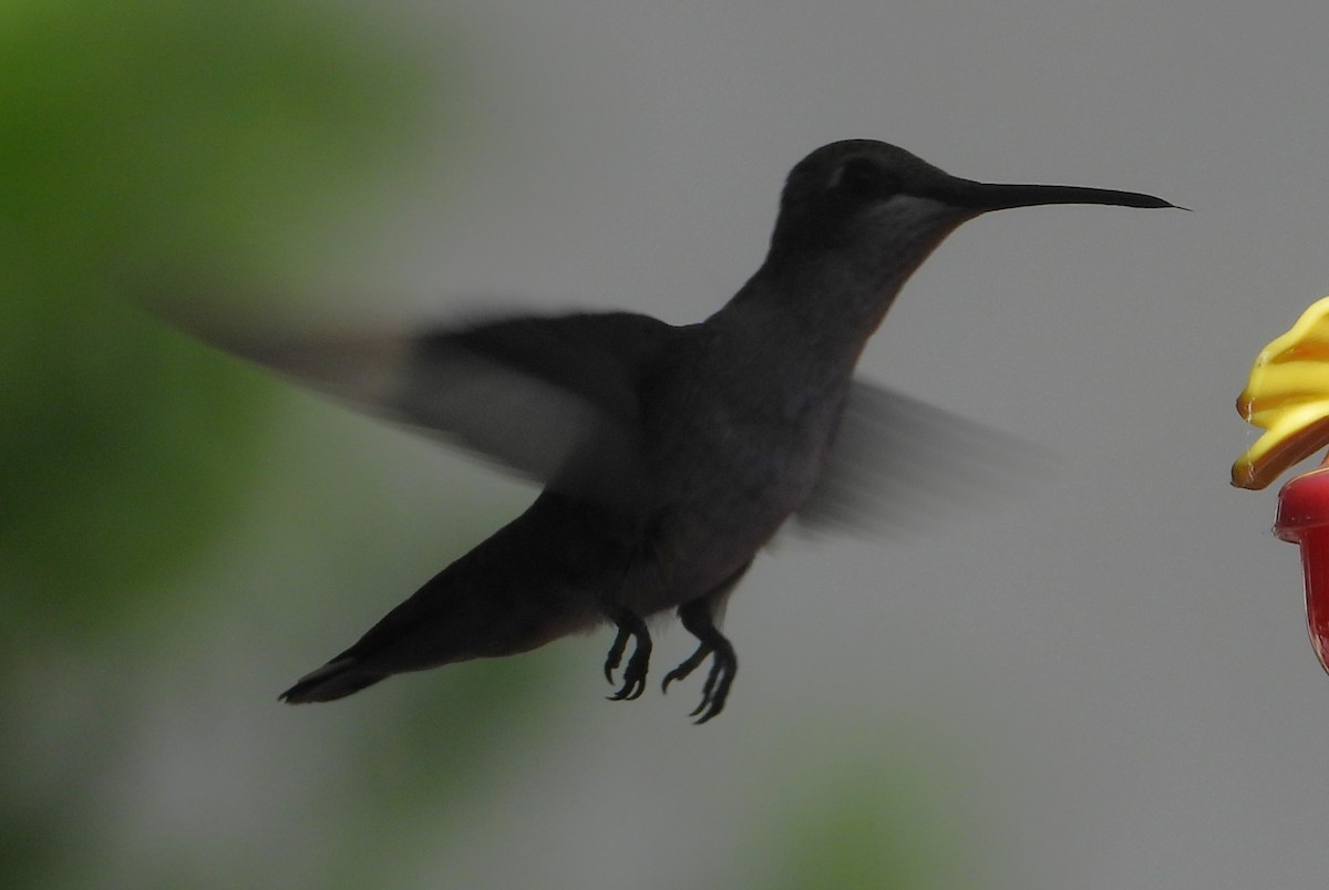 Colibri à gorge noire - ML625905939