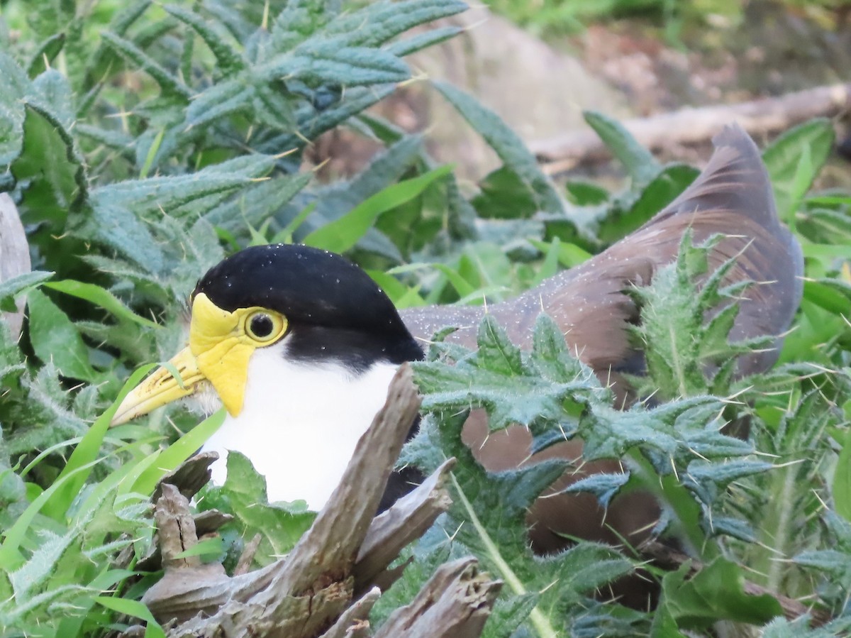 Masked Lapwing - ML625905940