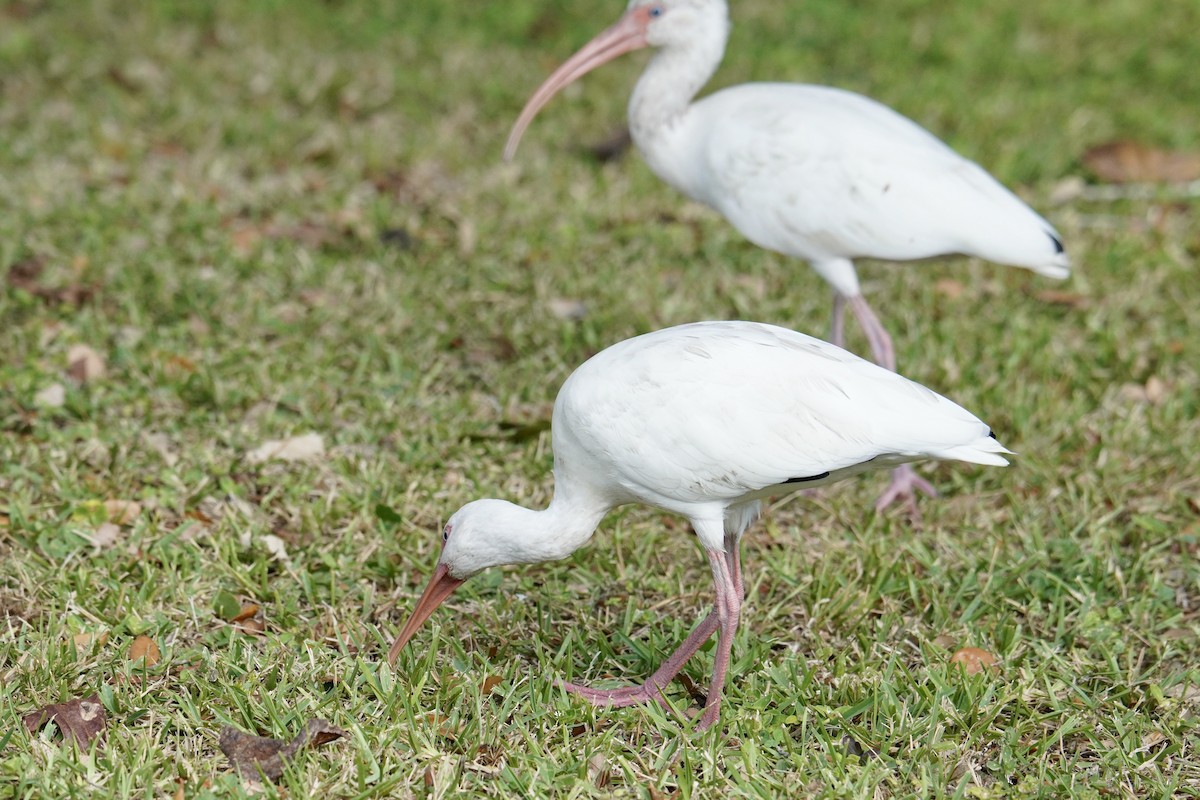 Ibis blanc - ML625905941