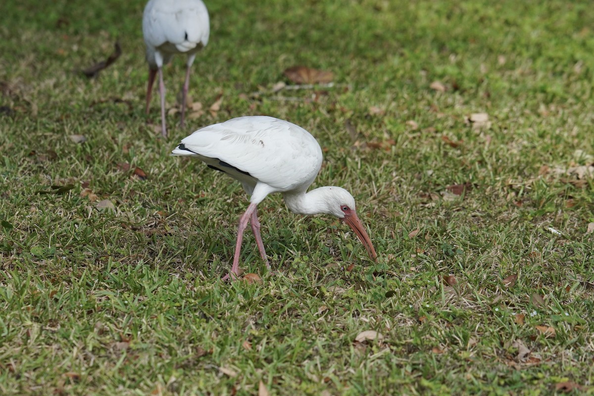 Ibis blanc - ML625905942