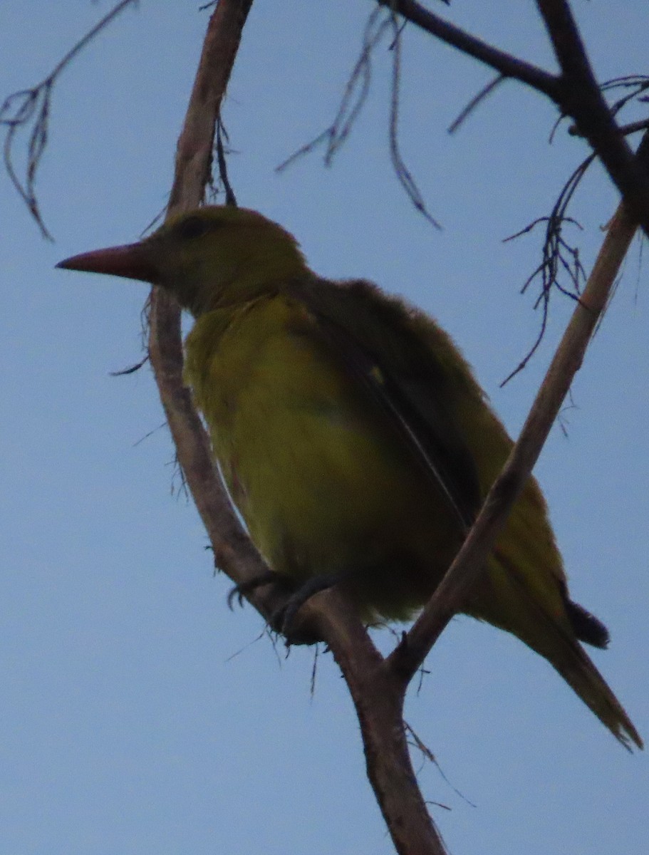 Purple Sunbird - Gargi Dalawat