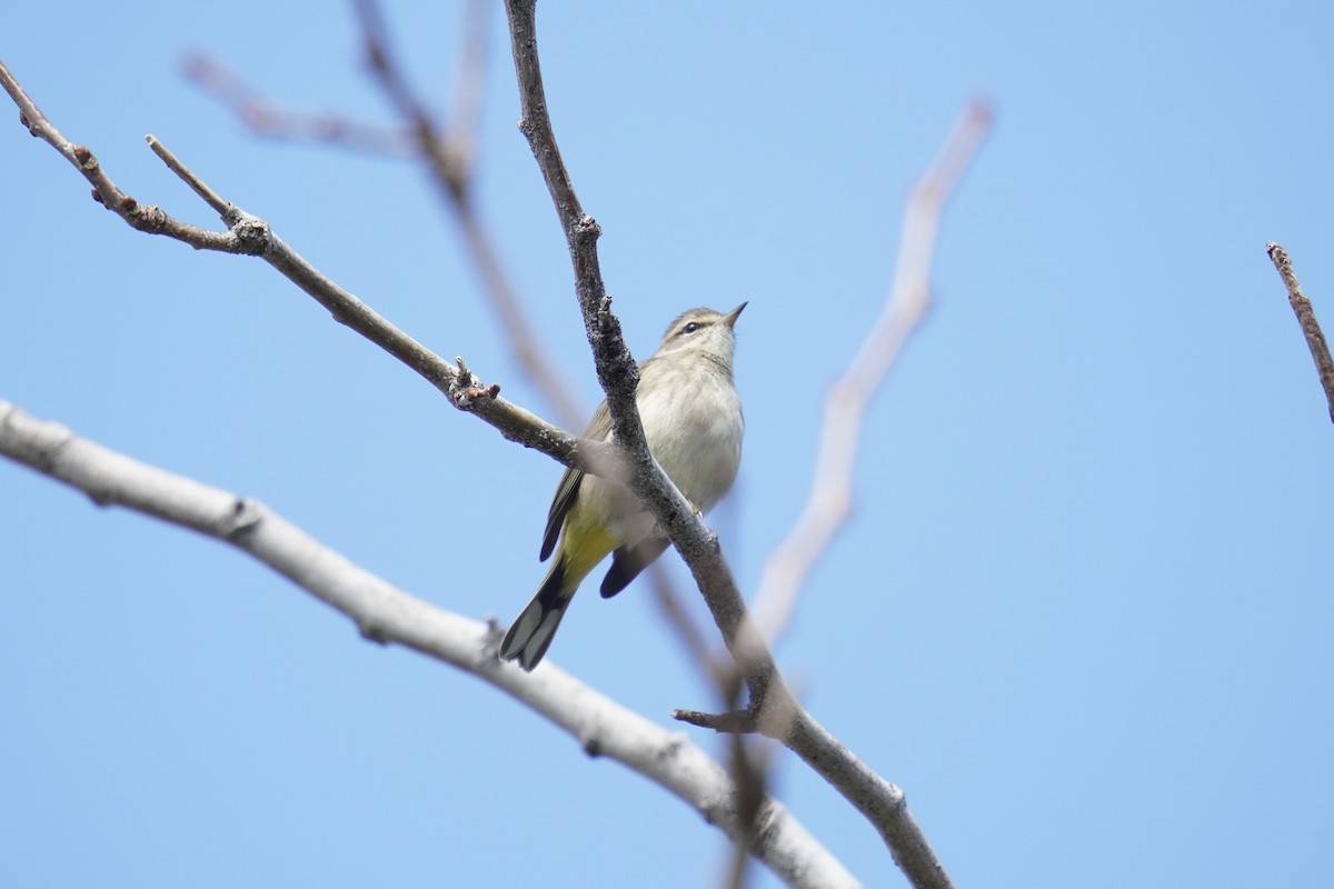 Palm Warbler (Western) - ML625905949