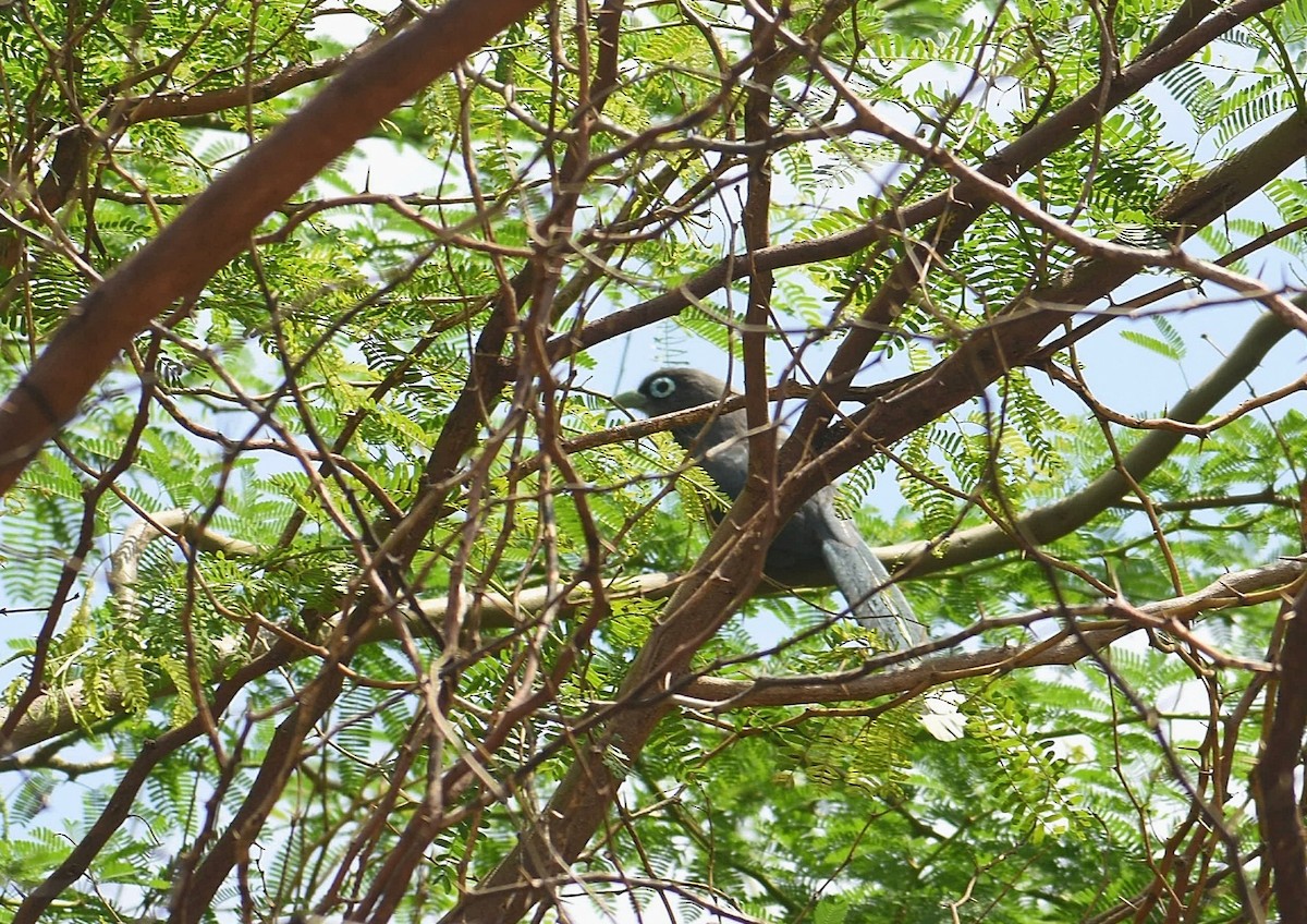 Blue-faced Malkoha - Anand Birdlife