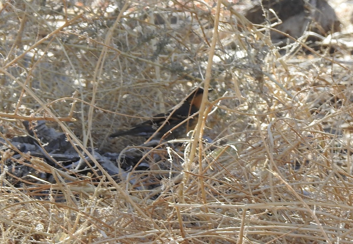 קיכלי צווארון - ML625905955