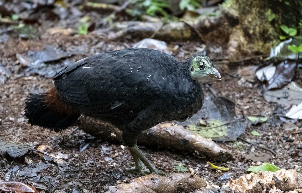 Wattled Brushturkey - ML625905958