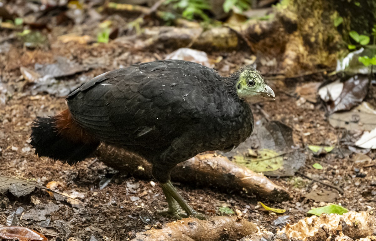 Wattled Brushturkey - ML625905959