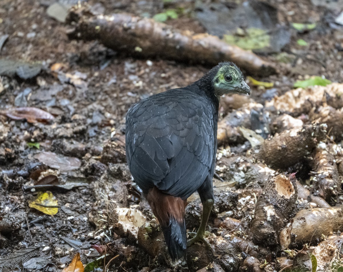 Wattled Brushturkey - ML625905960