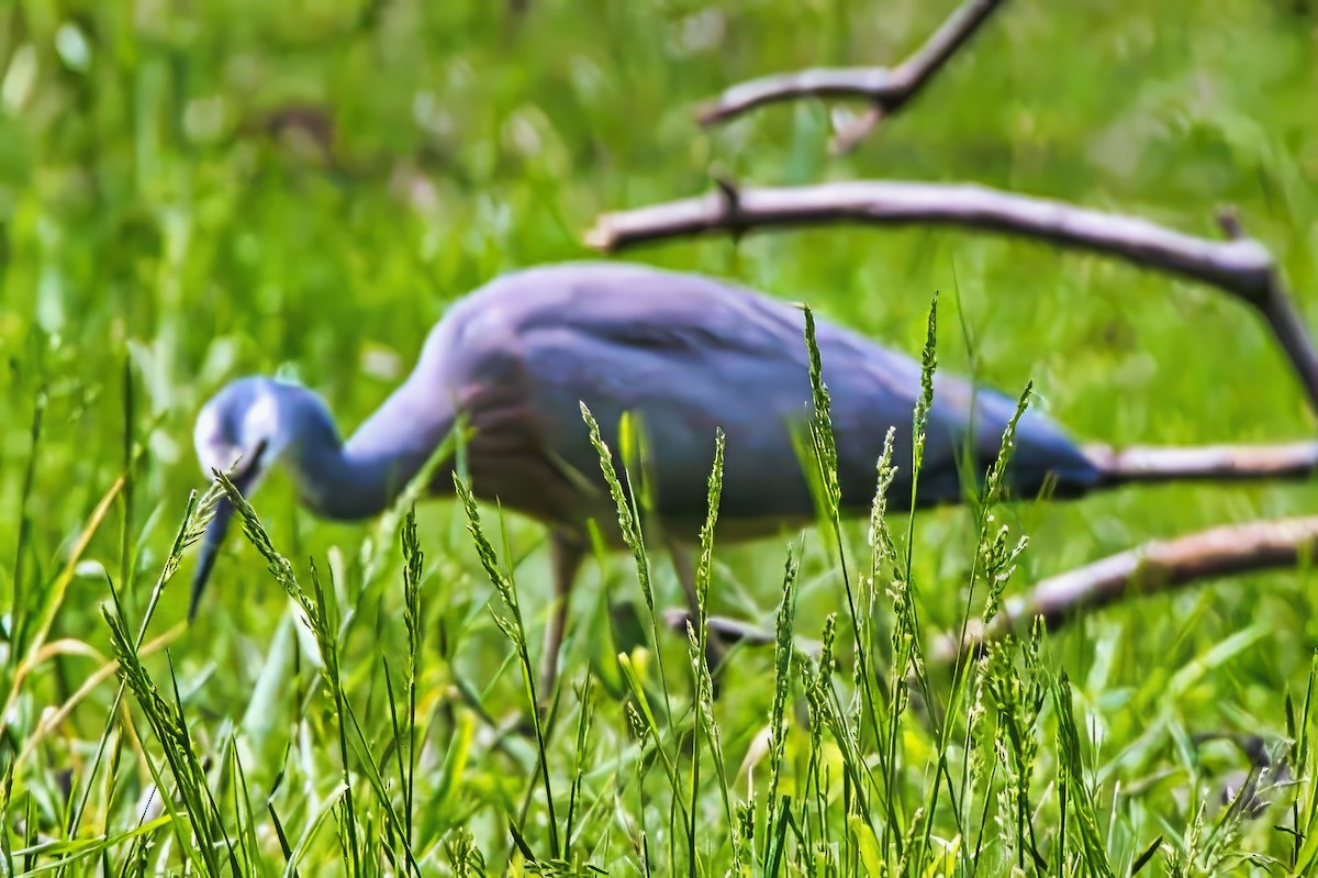 White-faced Heron - ML625905965