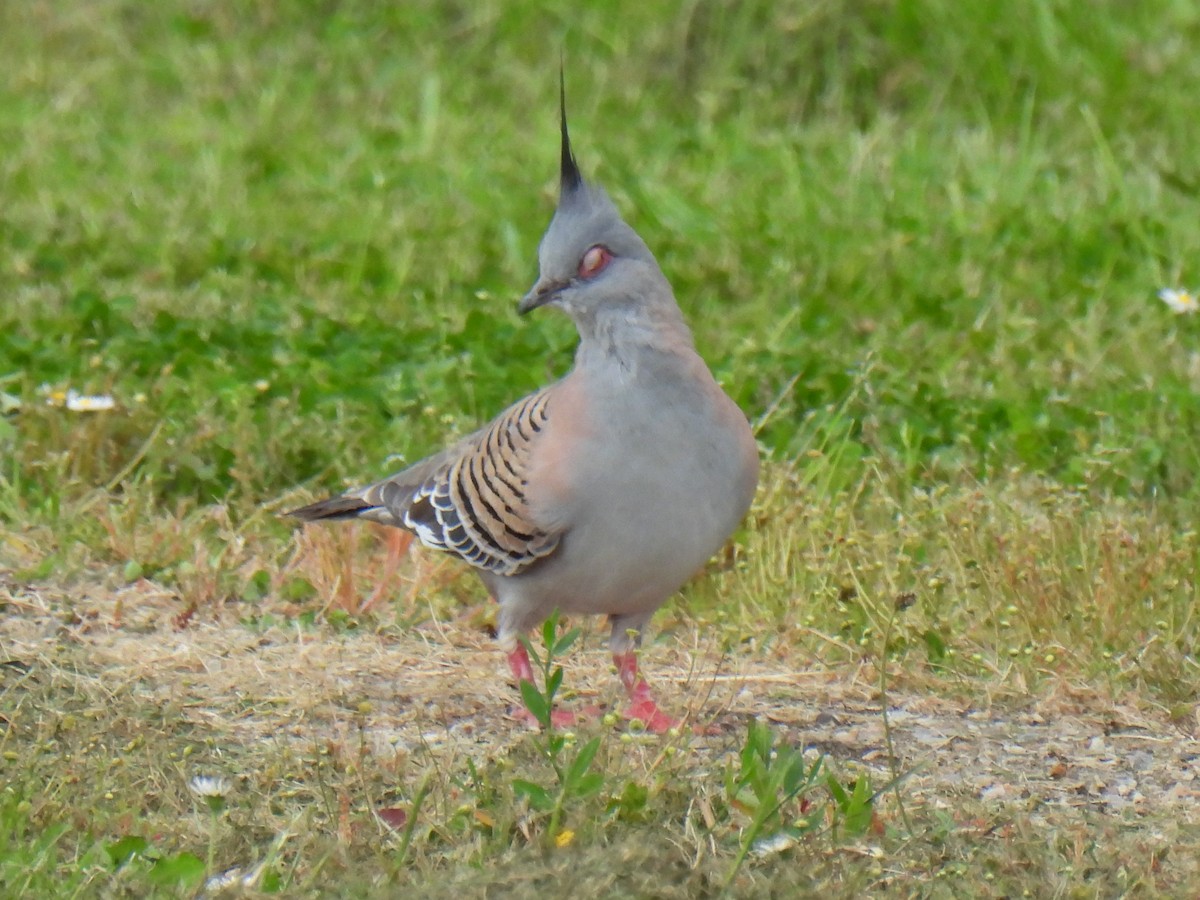 Crested Pigeon - Anonymous