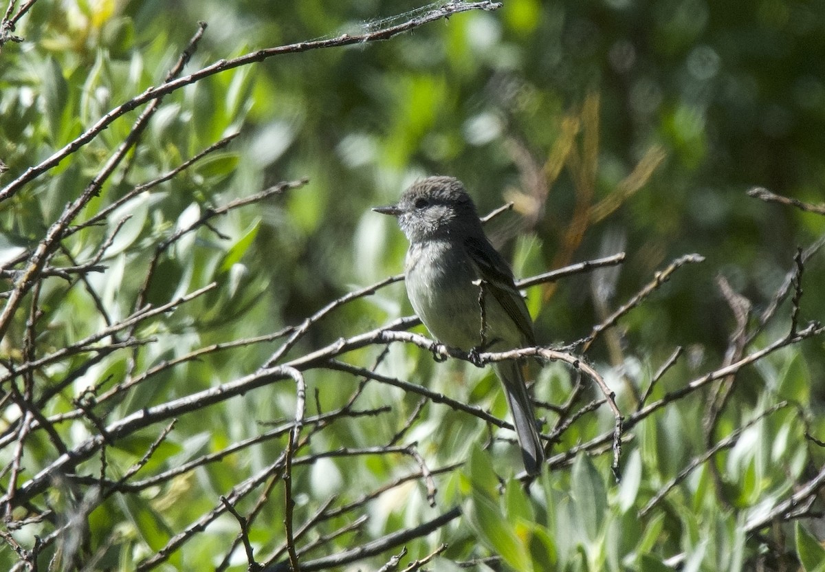 Dusky Flycatcher - ML625905967