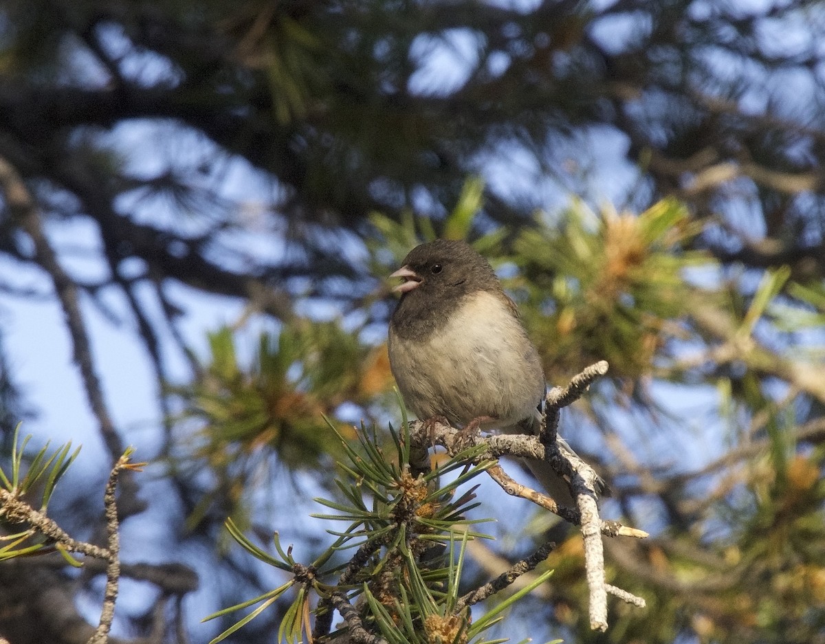 Dark-eyed Junco (Oregon) - ML625905971