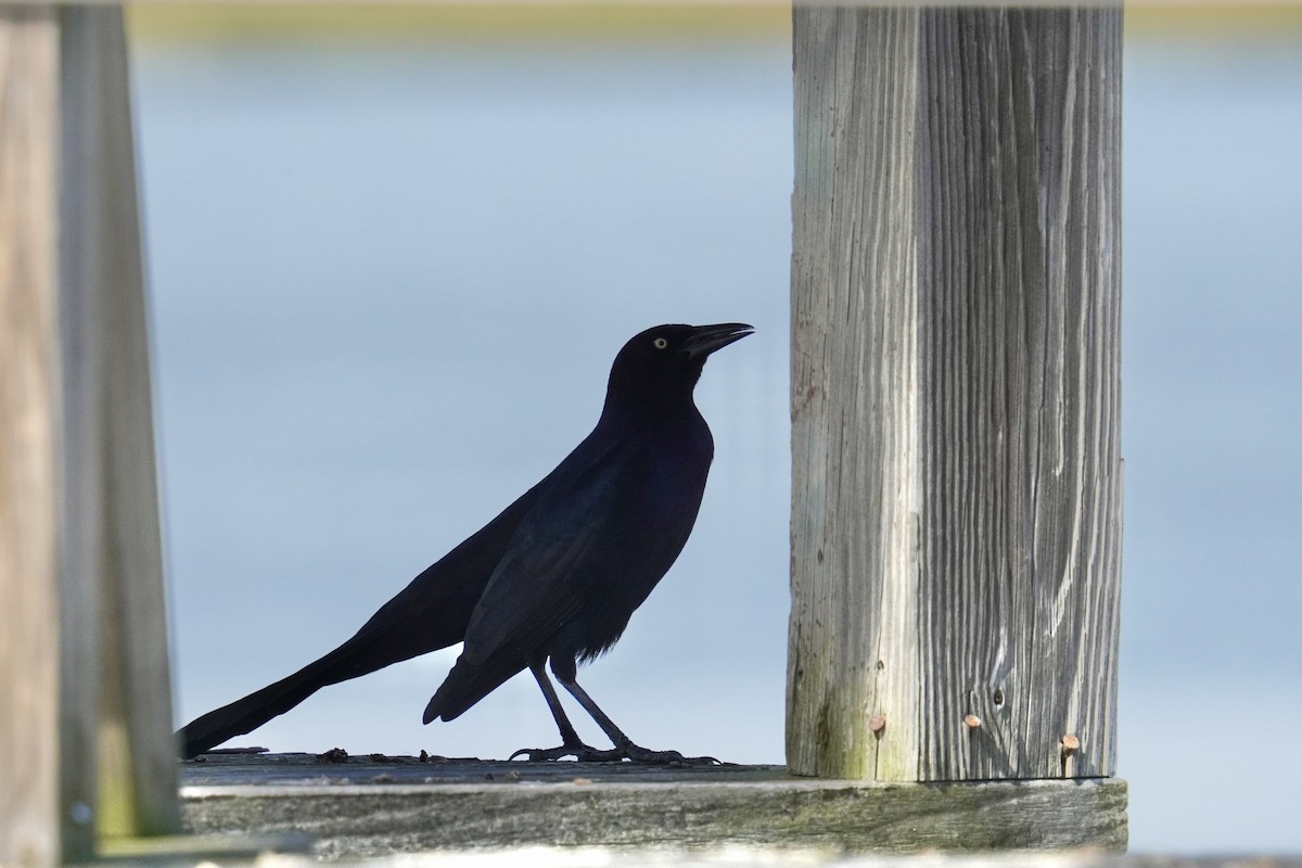 Boat-tailed Grackle - Ethan Kang