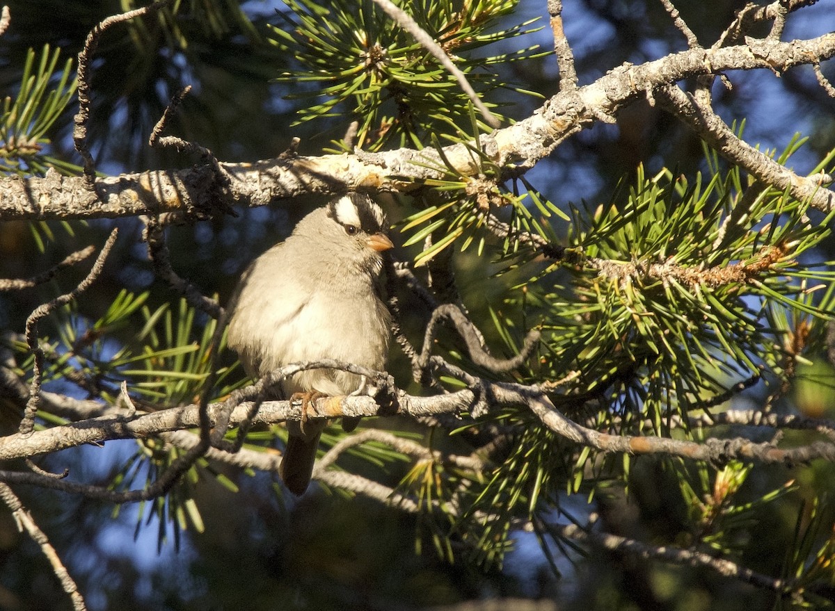 White-crowned Sparrow (oriantha) - ML625905976