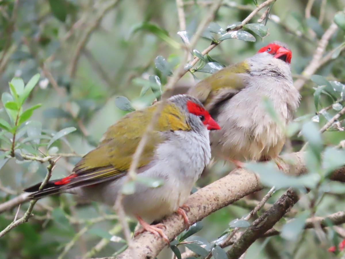 Red-browed Firetail - ML625905977