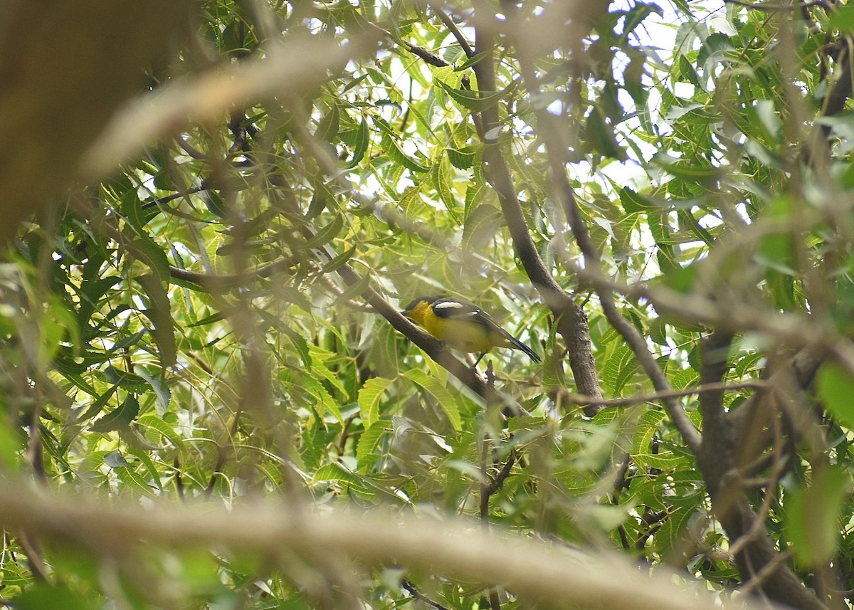 Common Iora - Anand Birdlife