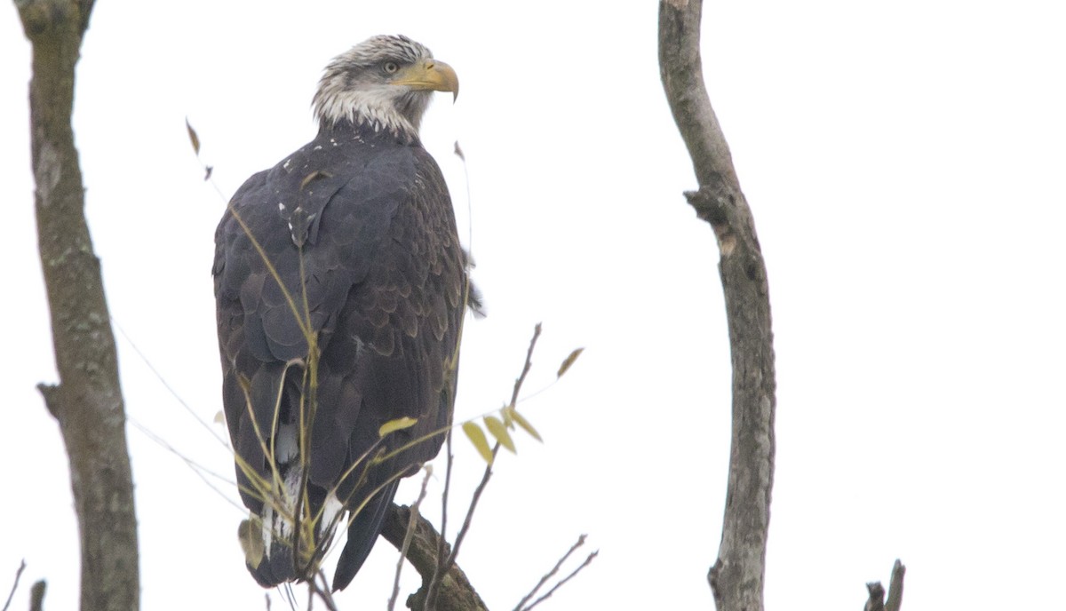 Weißkopf-Seeadler - ML625906000