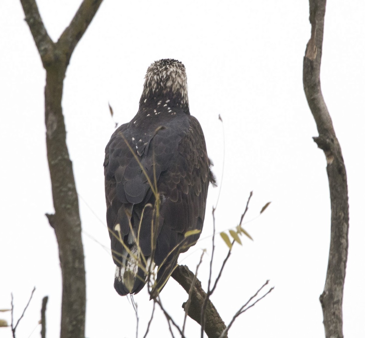 Weißkopf-Seeadler - ML625906002