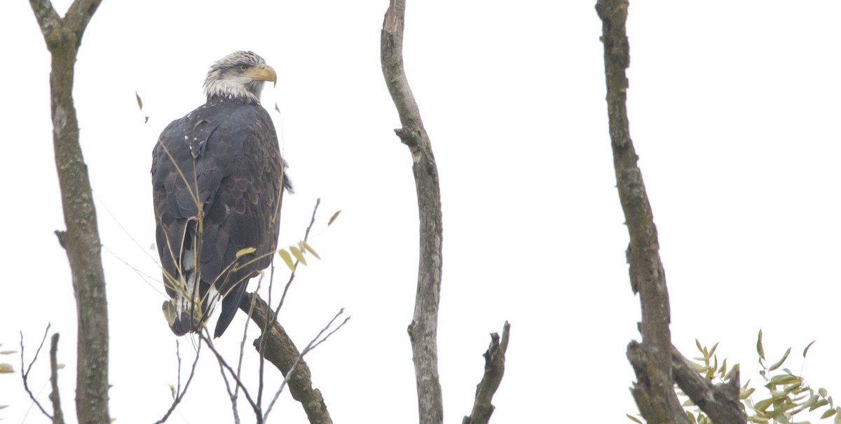 Weißkopf-Seeadler - ML625906006