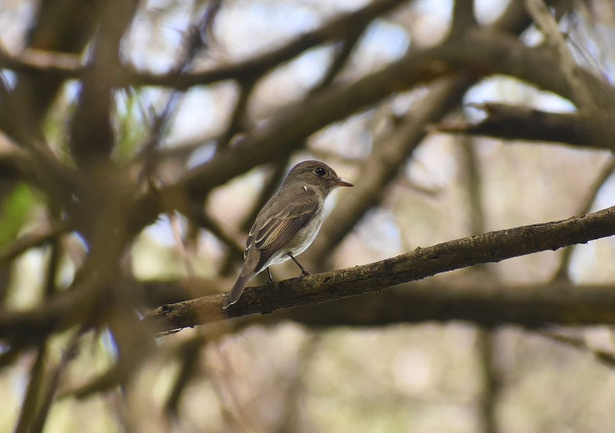 Asian Brown Flycatcher - ML625906010