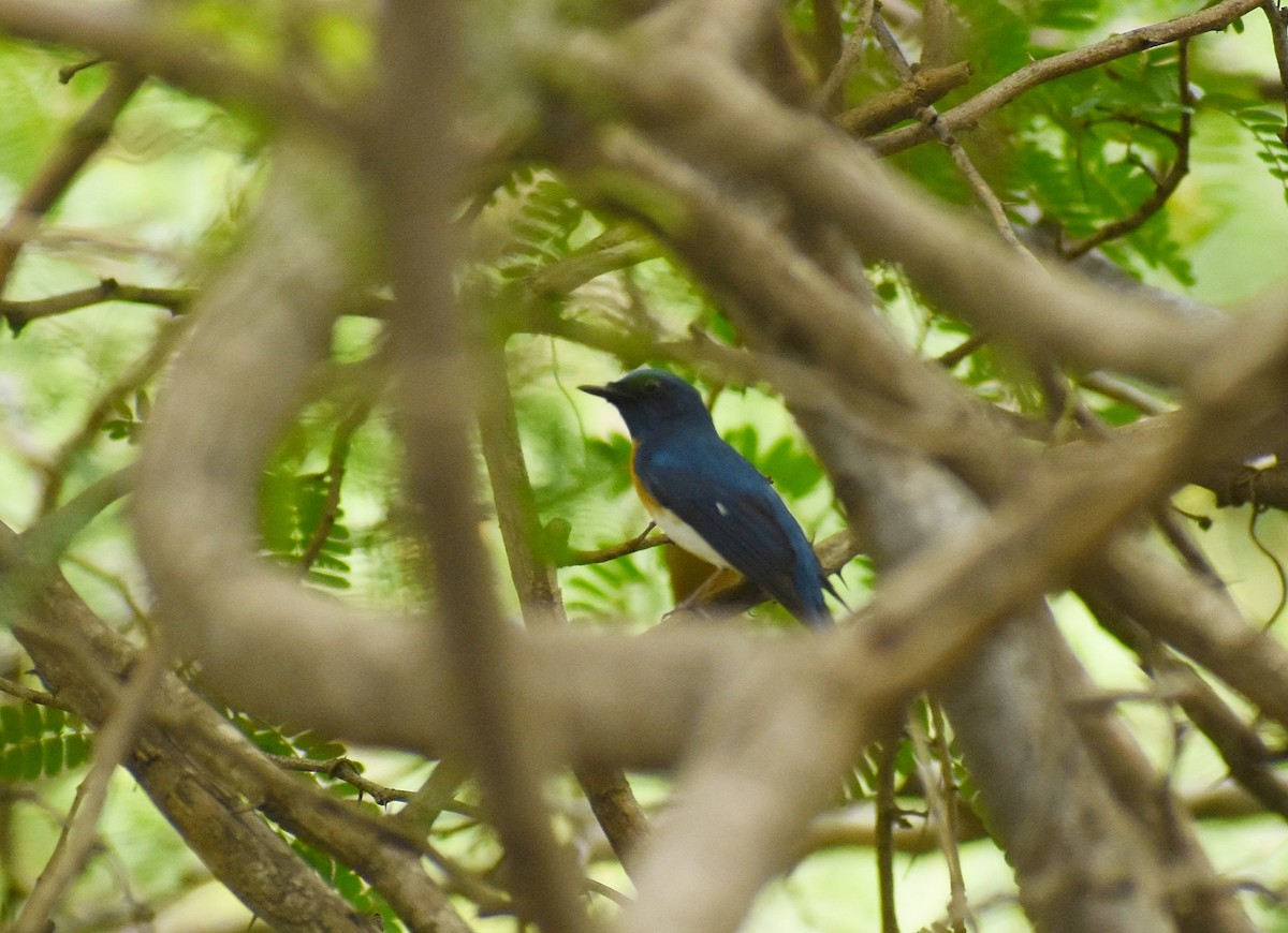 Blue-throated Flycatcher - ML625906012