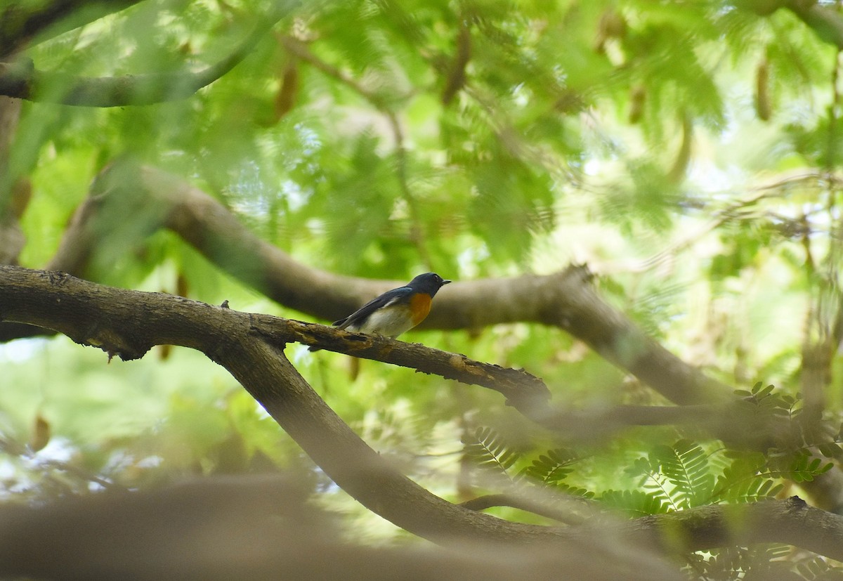 Blue-throated Flycatcher - ML625906013