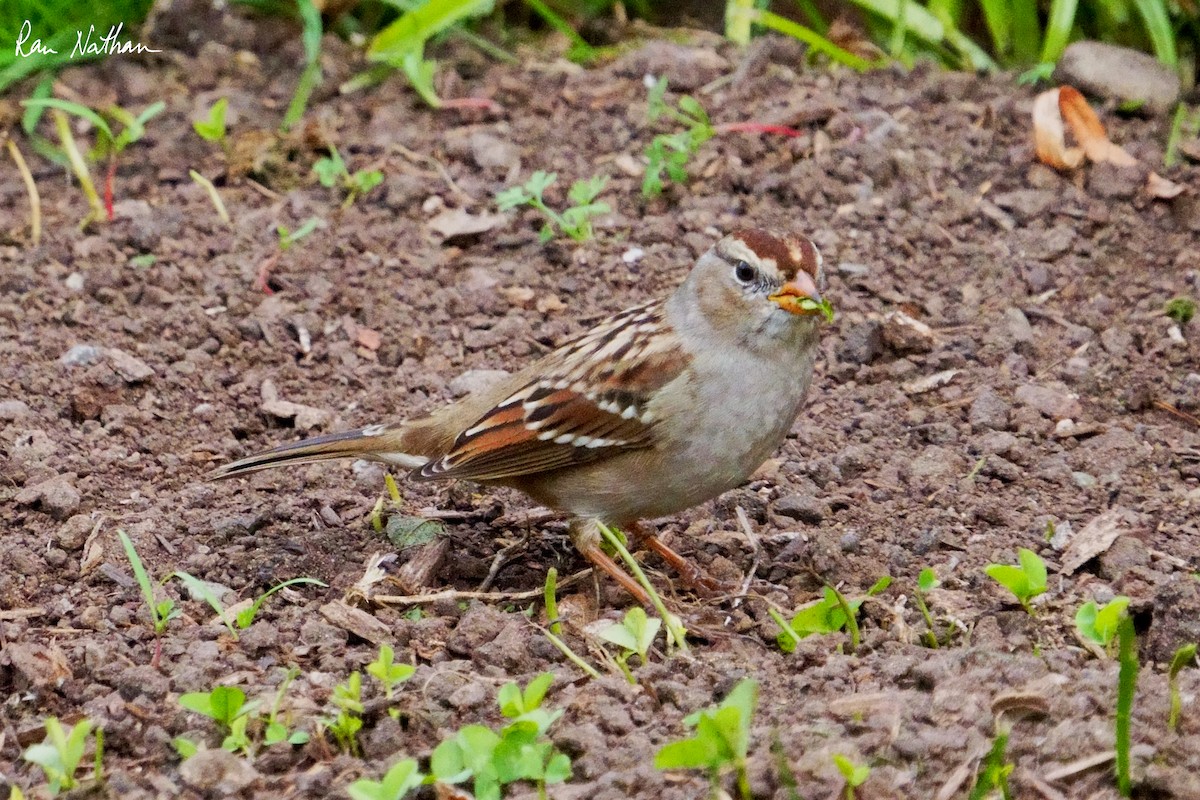 White-crowned Sparrow - ML625906014