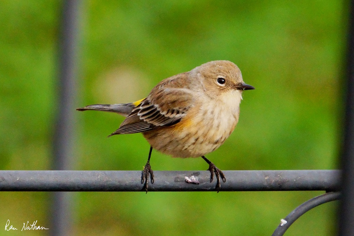 Yellow-rumped Warbler - ML625906015