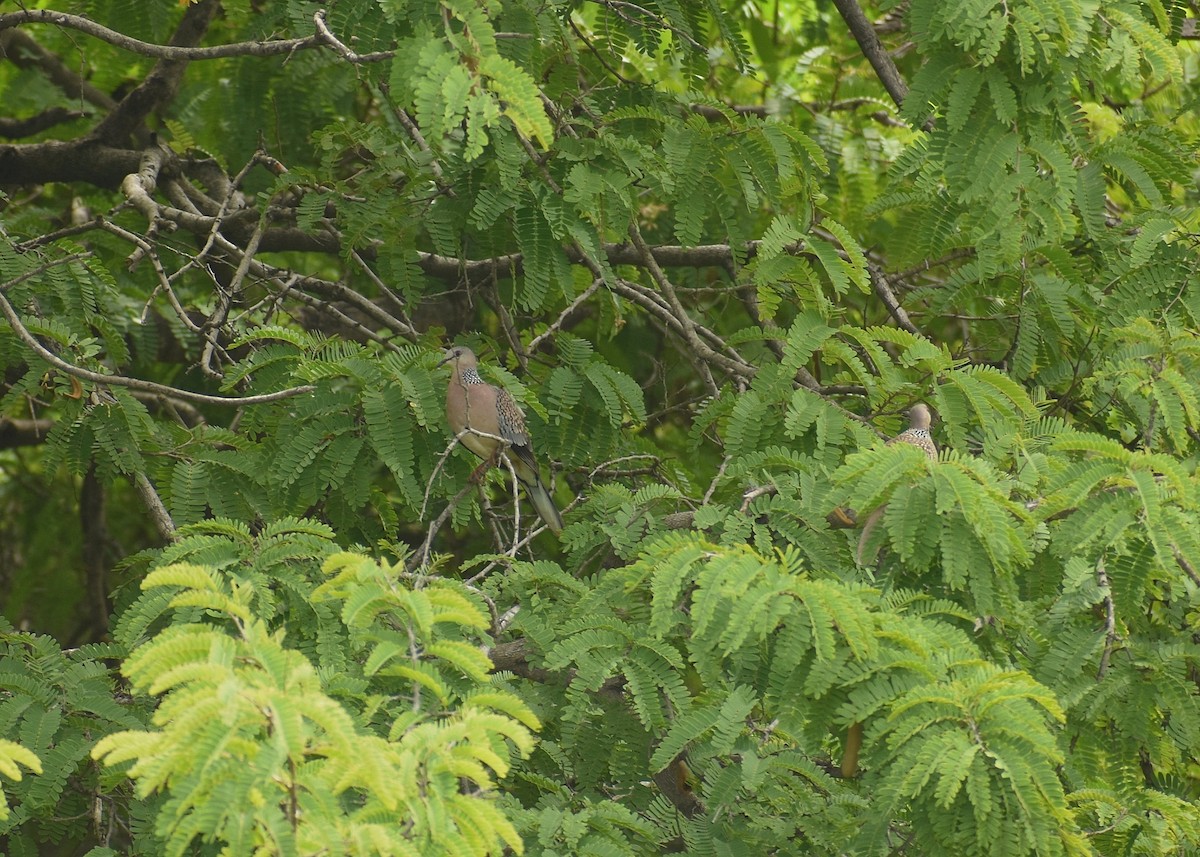 珠頸斑鳩 - ML625906016