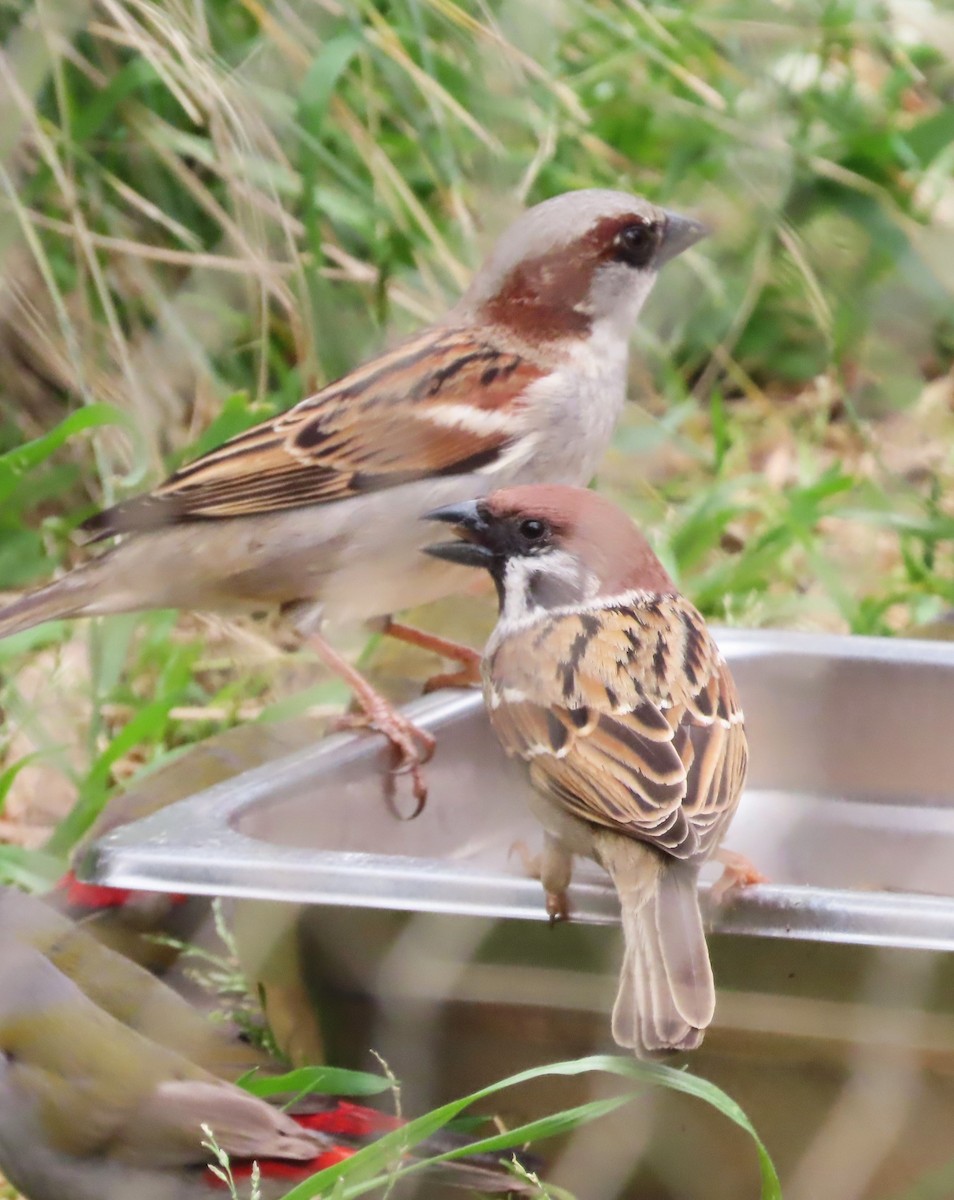 Eurasian Tree Sparrow - ML625906017