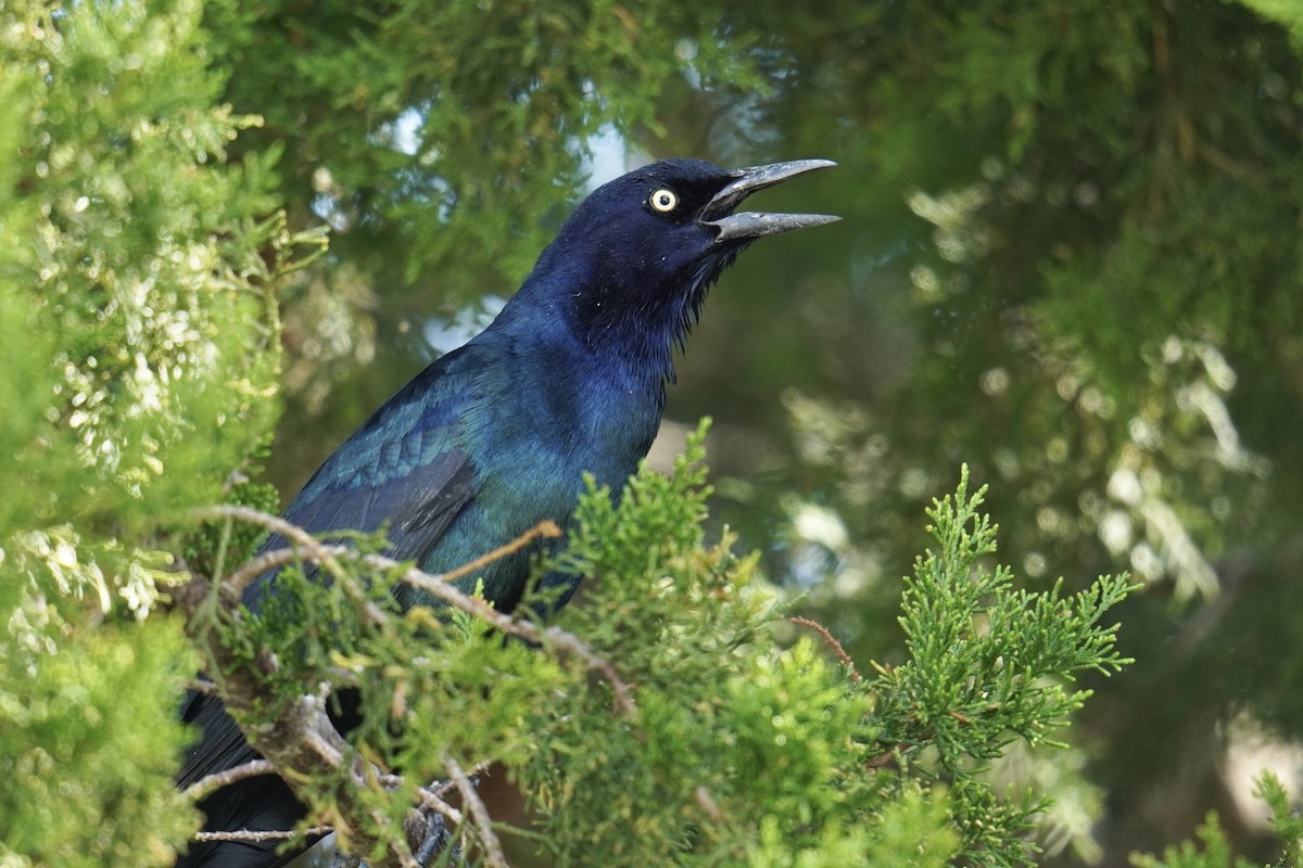 Boat-tailed Grackle - ML625906019