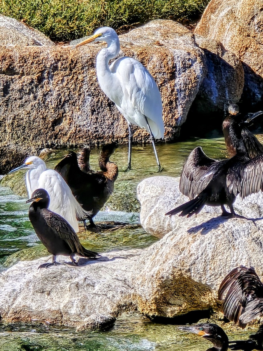 Snowy Egret - ML625906020