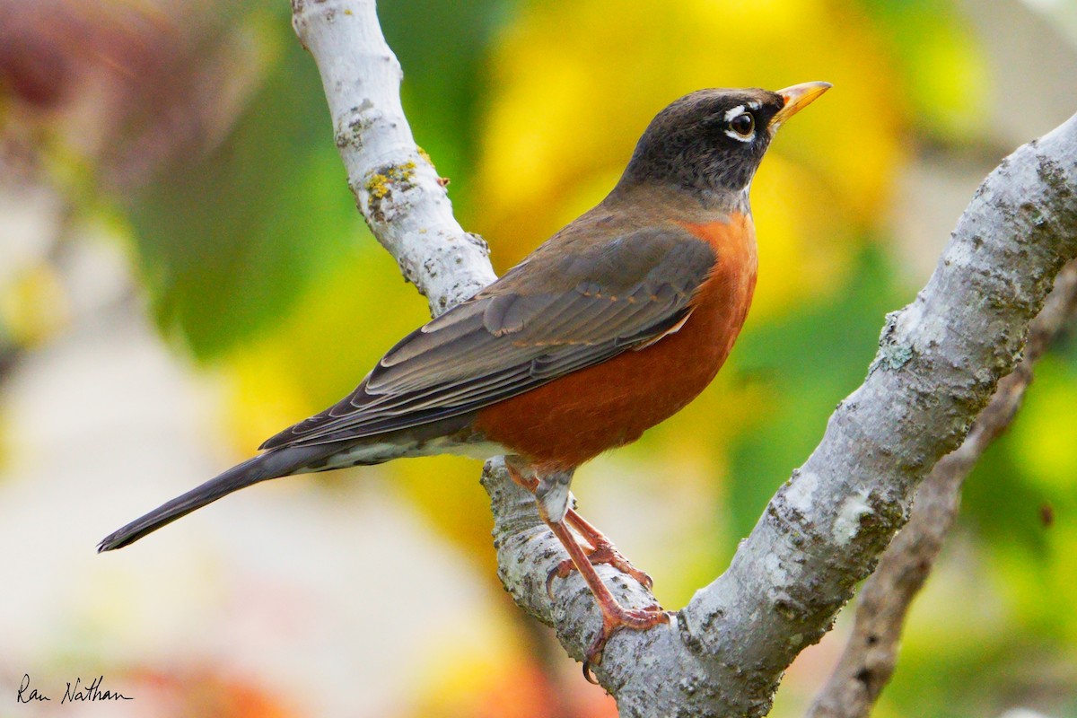 American Robin (migratorius Group) - ML625906023