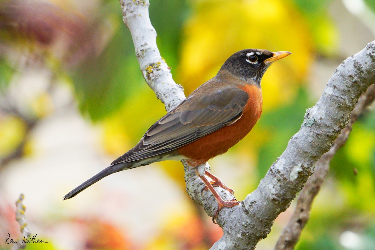 American Robin (migratorius Group) - ML625906025