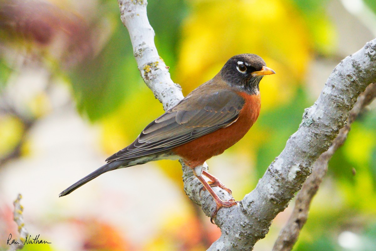 American Robin (migratorius Group) - ML625906026