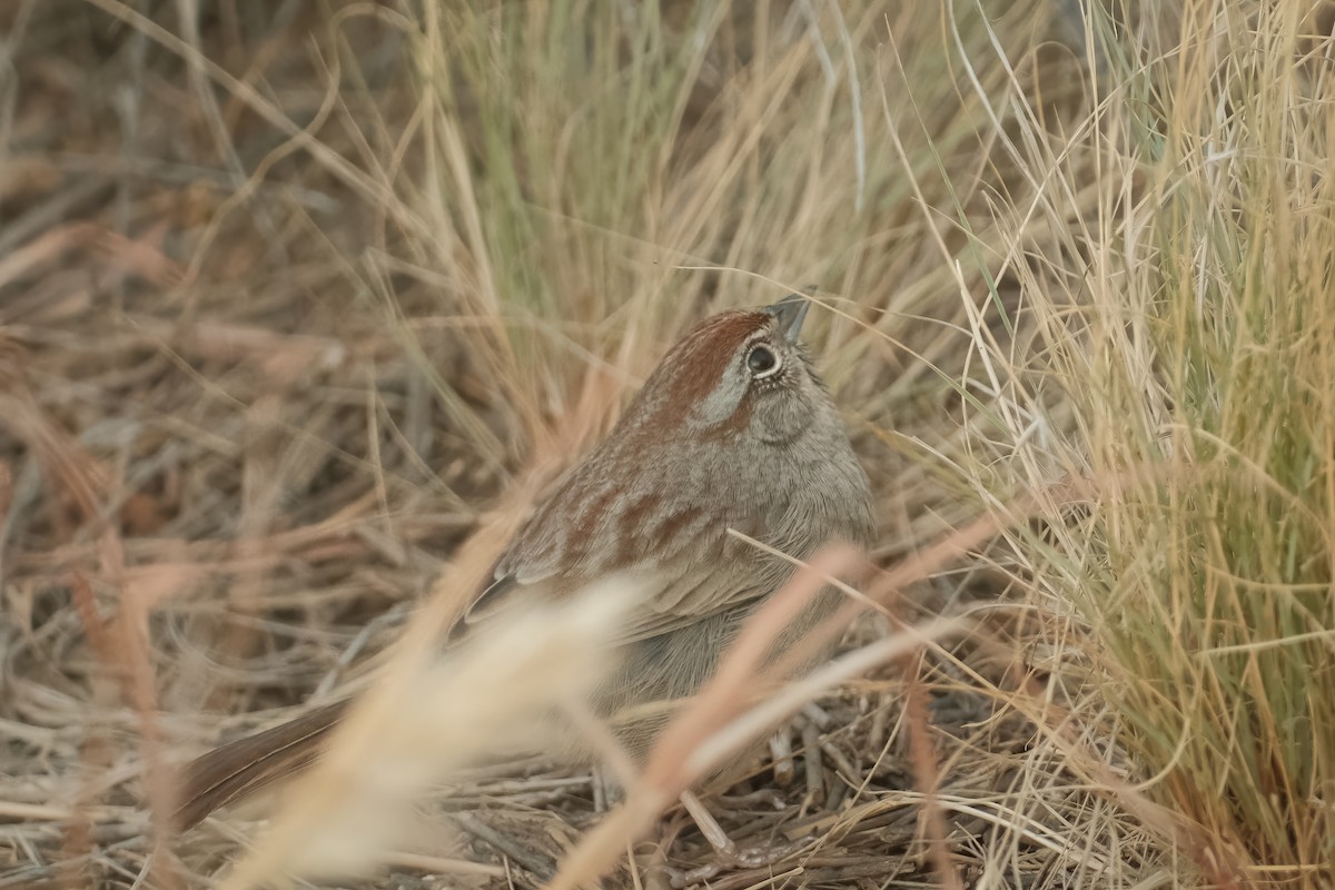 Rufous-crowned Sparrow - ML625906027