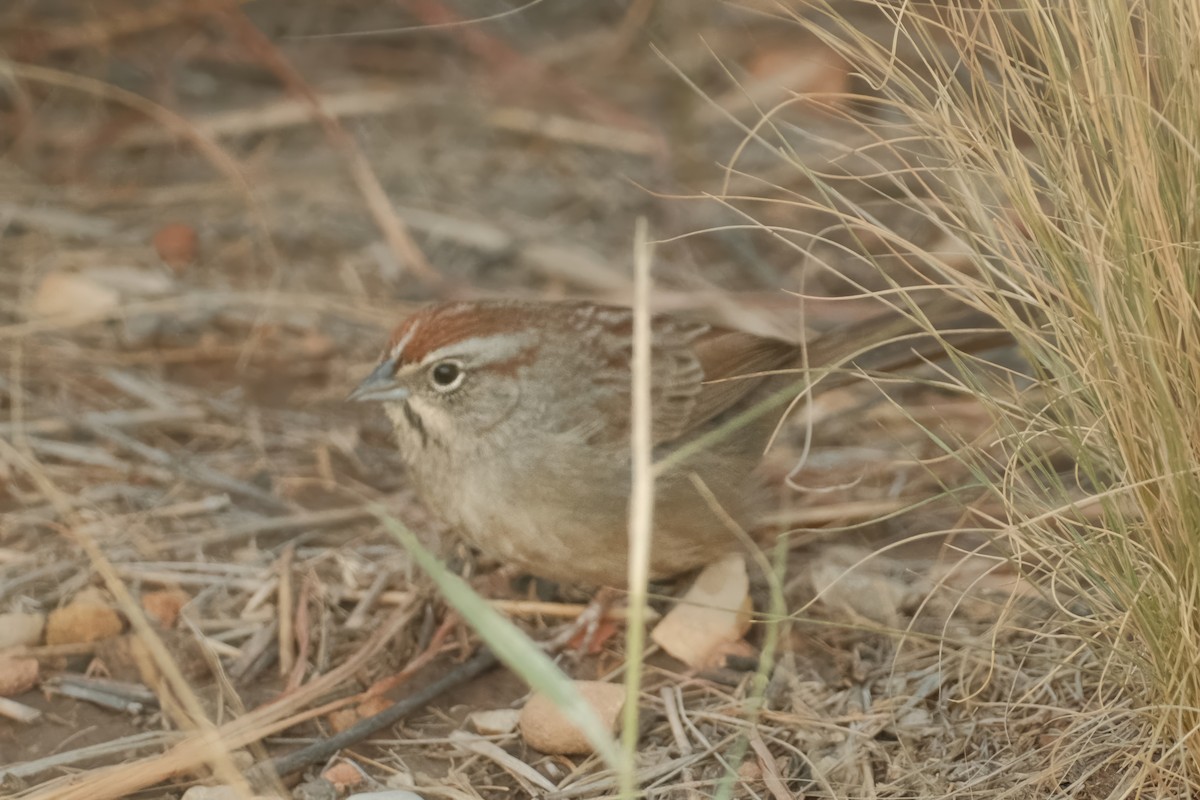 Rufous-crowned Sparrow - ML625906028