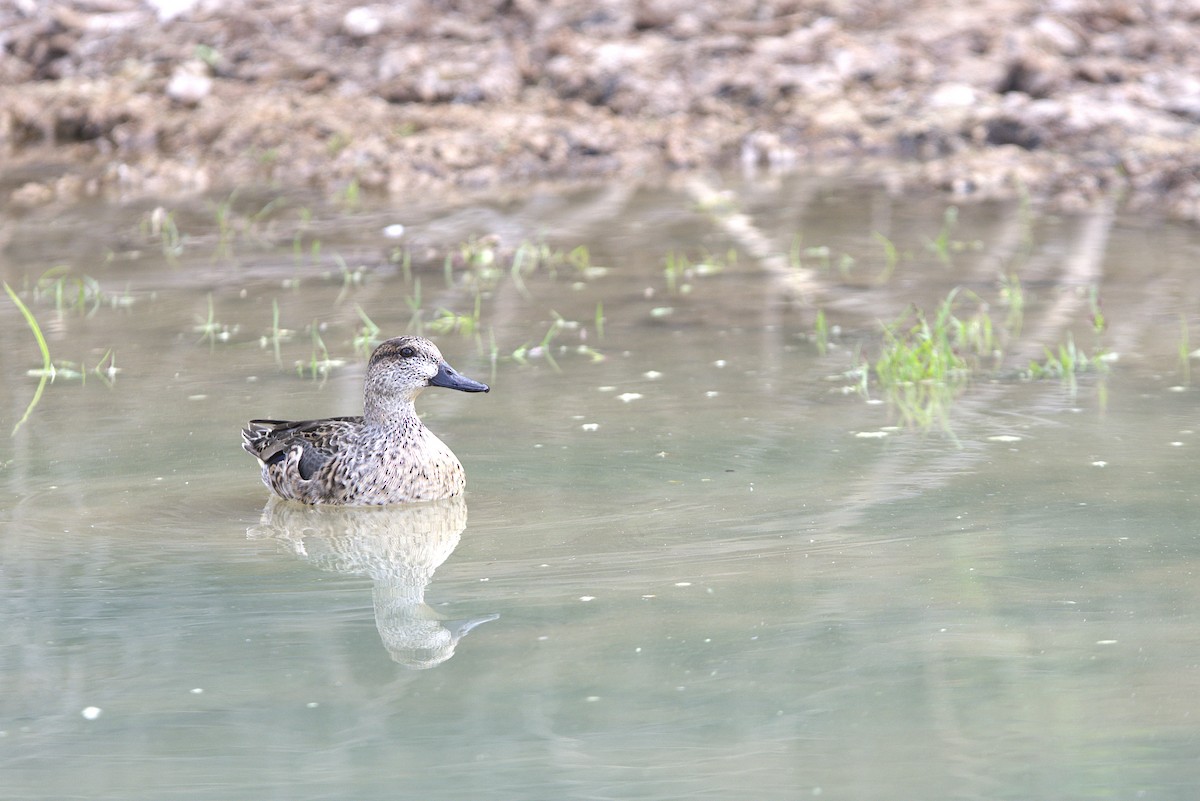 Green-winged Teal - ML625906029