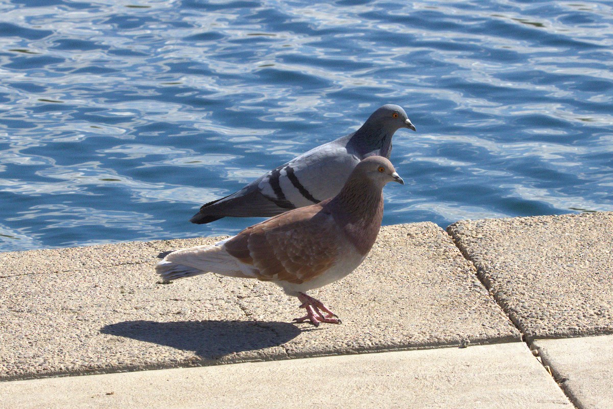 Rock Pigeon (Feral Pigeon) - ML625906030