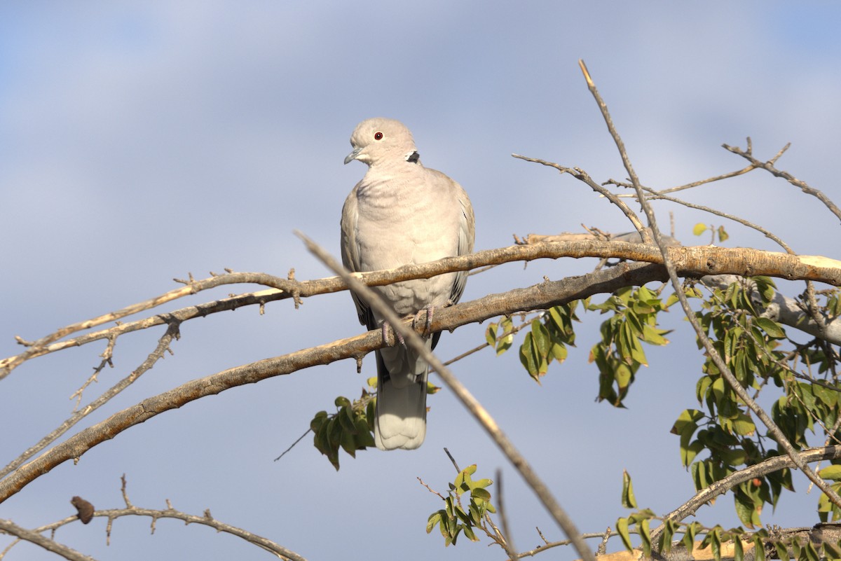 Eurasian Collared-Dove - ML625906032