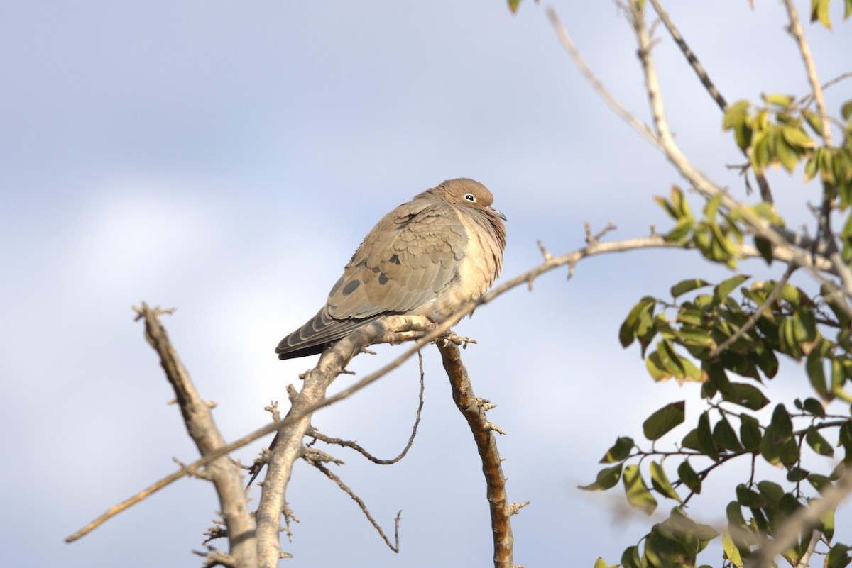 Mourning Dove - ML625906033