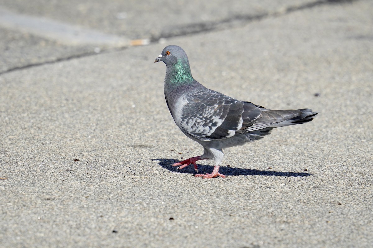 Rock Pigeon (Feral Pigeon) - ML625906034