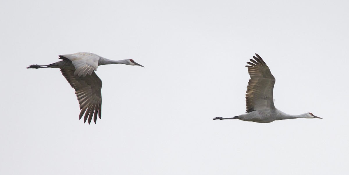 Sandhill Crane - ML625906035