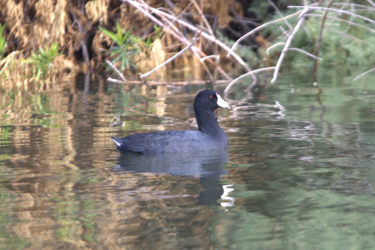 American Coot - ML625906036