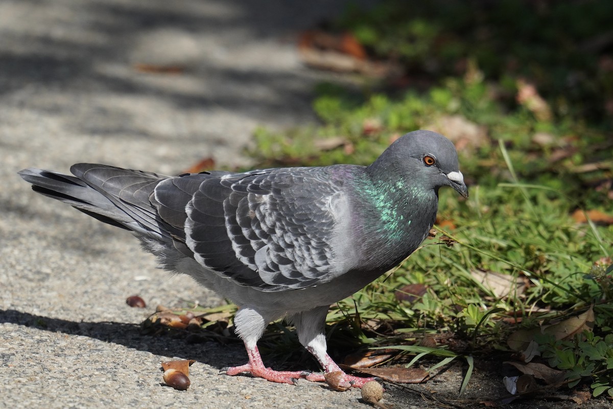 Rock Pigeon (Feral Pigeon) - ML625906037