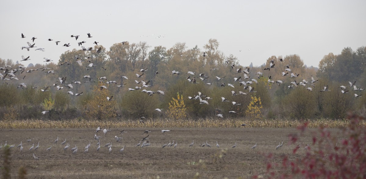 Sandhill Crane - ML625906038