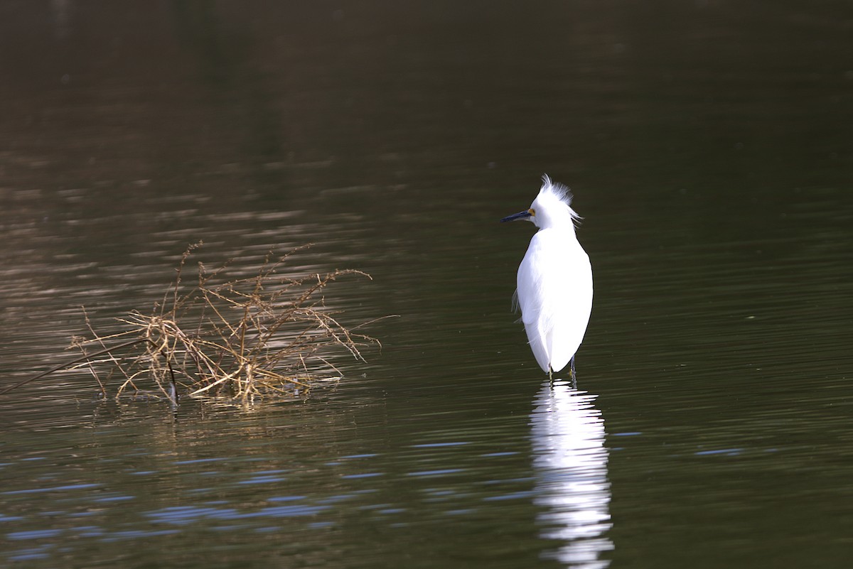 Snowy Egret - ML625906039