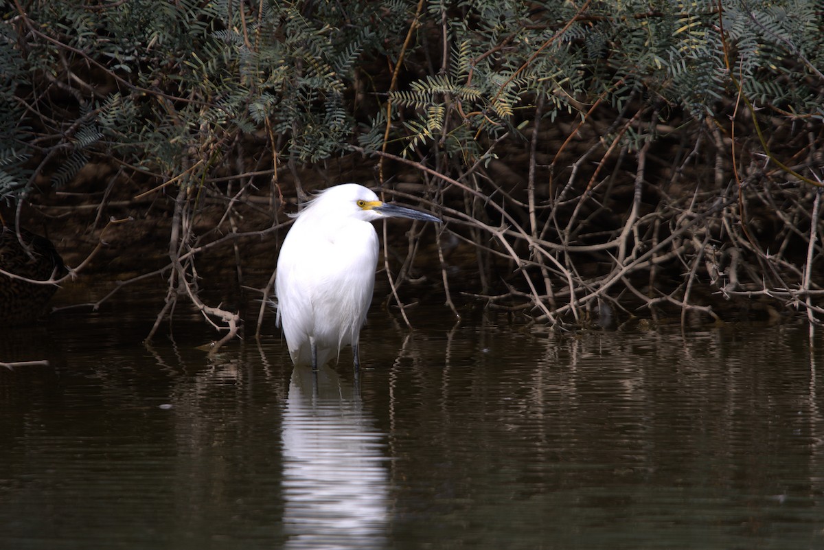 Snowy Egret - ML625906040